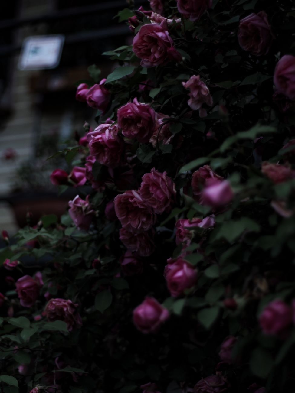 roses blooming on bush